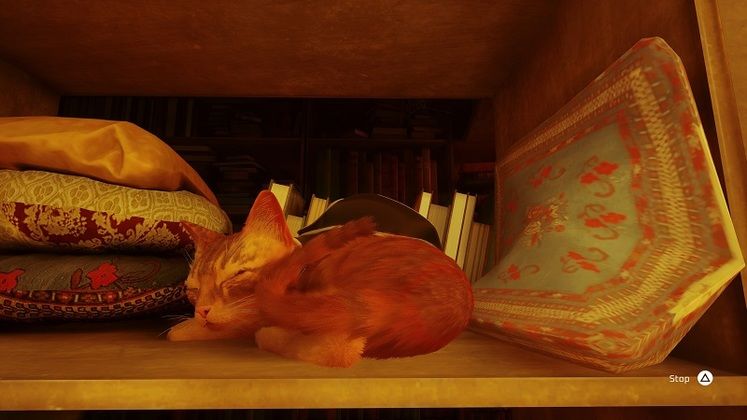 Curiosity Doesn't Always Kill the Cat